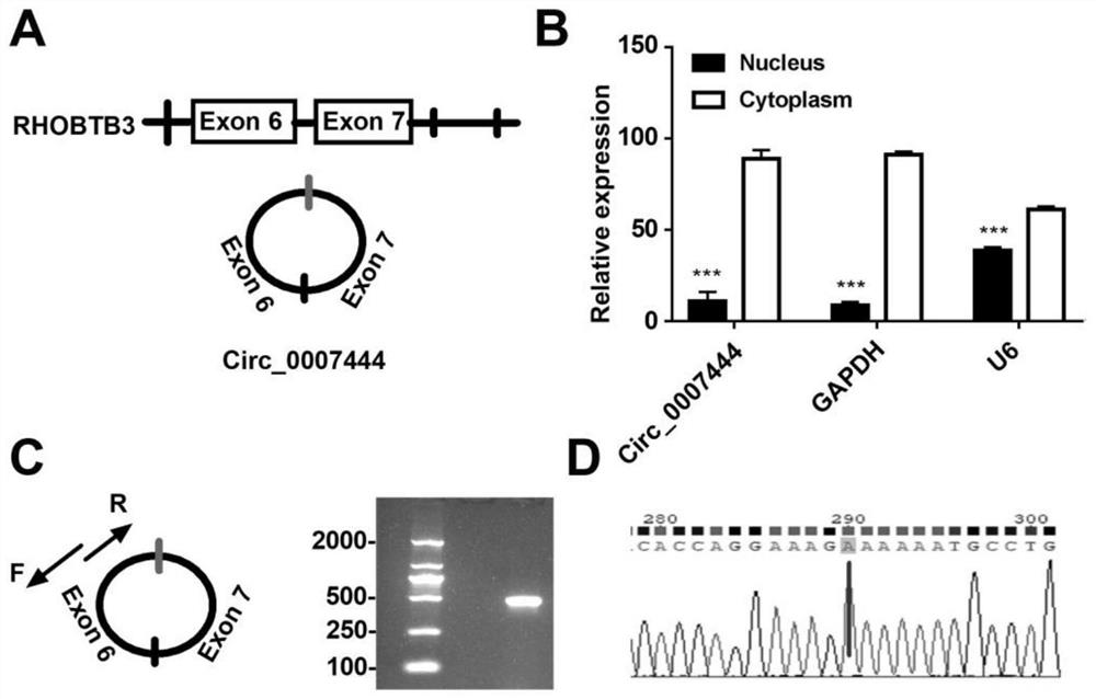 Application of hsa_circ_0007444 in preparation of medicine for treating ovarian cancer