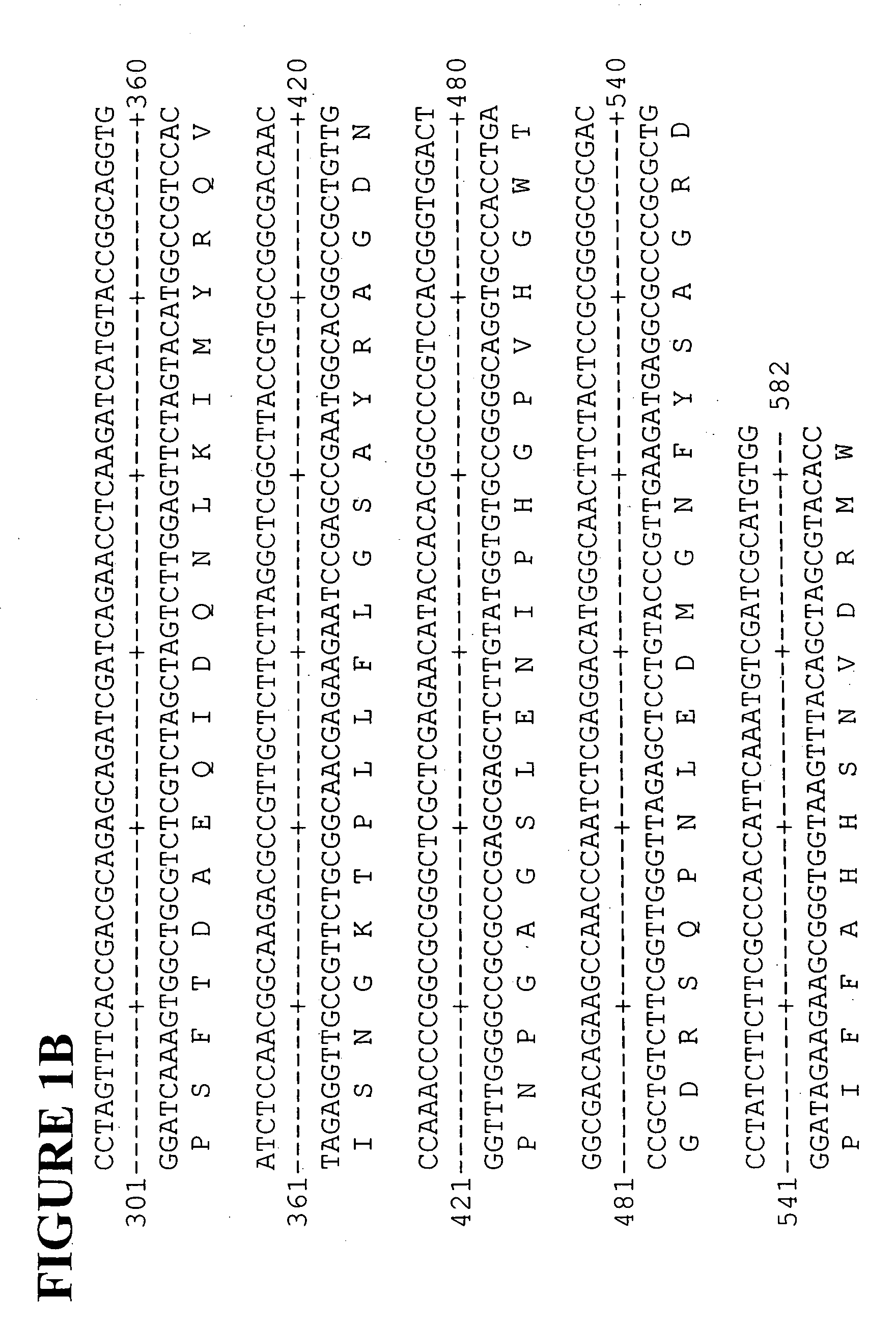 Polyphenol oxidase genes from banana, lettuce, tobacco and pineapple