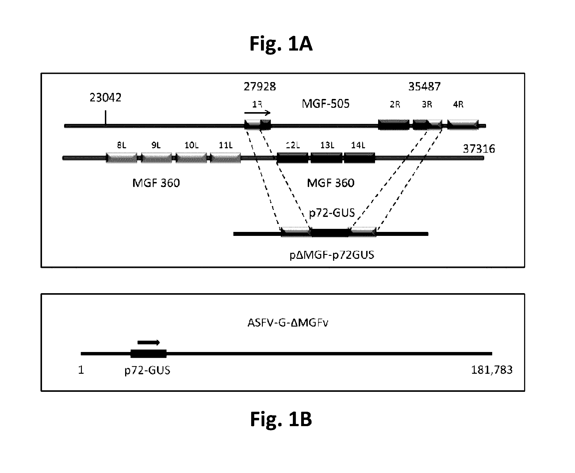 Attenuated African swine fever virus vaccine based in the deletion of MGF genes