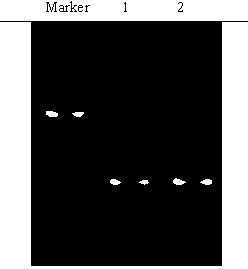 Recombinant plasmid containing MRP (Multidrug Resistance-associated Protein)-2 genes 3' UTR (Untranslated Region) and reporter genes and application thereof