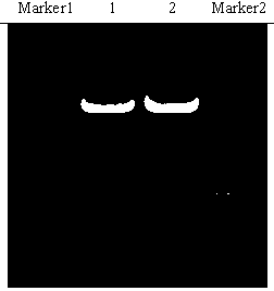 Recombinant plasmid containing MRP (Multidrug Resistance-associated Protein)-2 genes 3' UTR (Untranslated Region) and reporter genes and application thereof