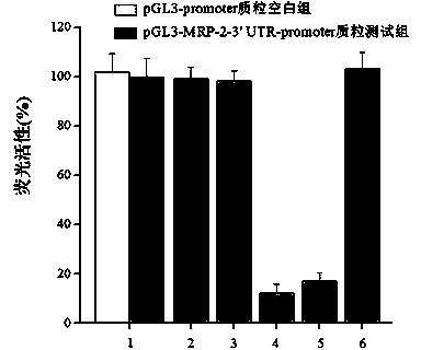 Recombinant plasmid containing MRP (Multidrug Resistance-associated Protein)-2 genes 3' UTR (Untranslated Region) and reporter genes and application thereof