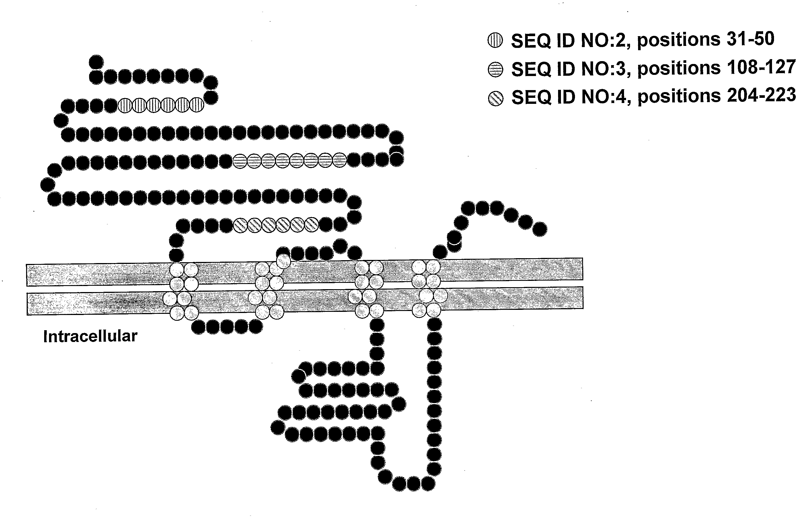 Treating Inflammatory Disorders With Antibodies to the Alpha-7 Nicotinic Receptors