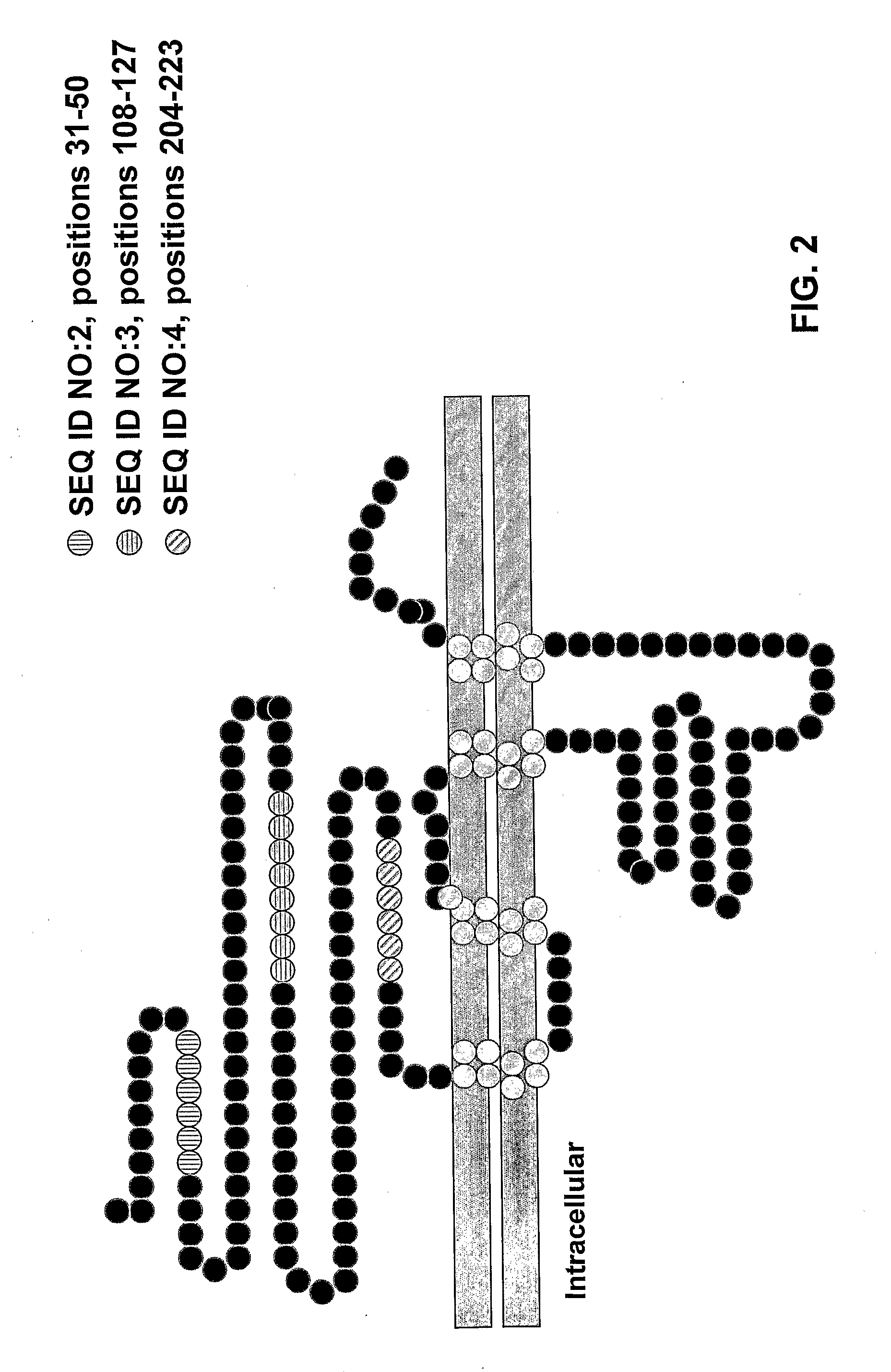 Treating Inflammatory Disorders With Antibodies to the Alpha-7 Nicotinic Receptors