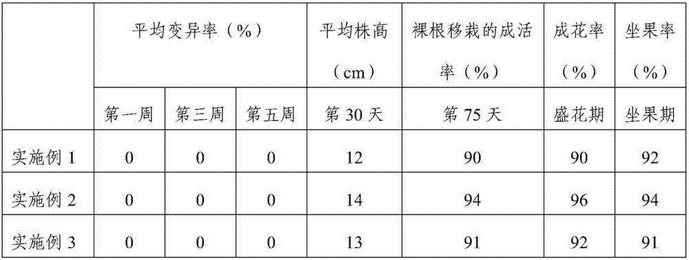 Blueberry tissue culture seedling detoxification method and culture method