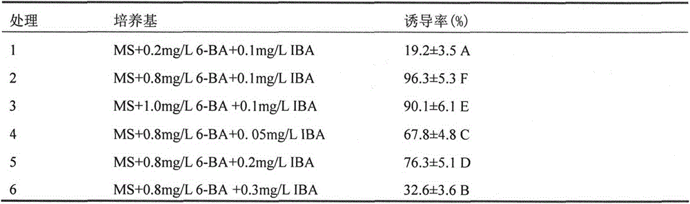 A kind of tissue culture method that improves catalpa multiplication coefficient