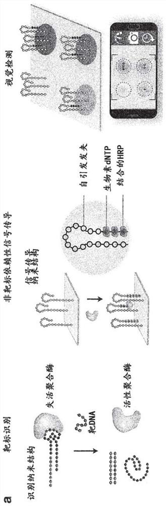 Visual and modular detection of nucleic acids with enzyme-assisted nanotechnology