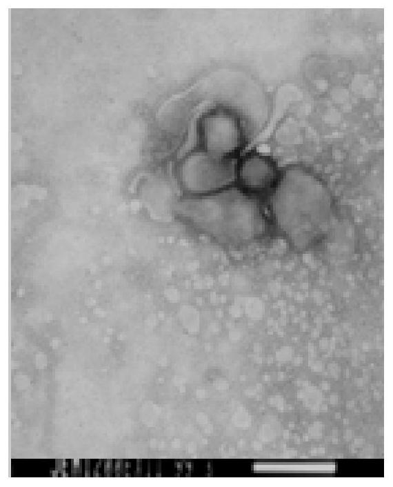 Canine parainfluenza virus attenuated strain, application thereof and vaccine