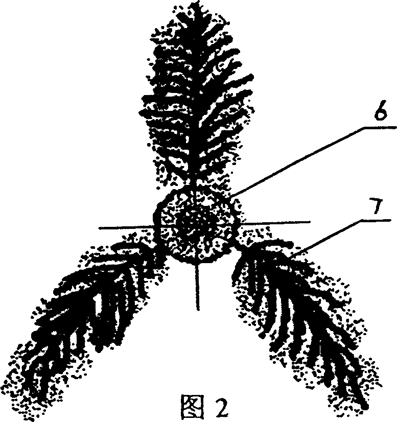 Method for inter-planting natural plants in sand soil field of desertification