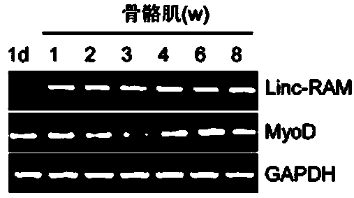 Application of Linc-RAM for treating muscle diseases