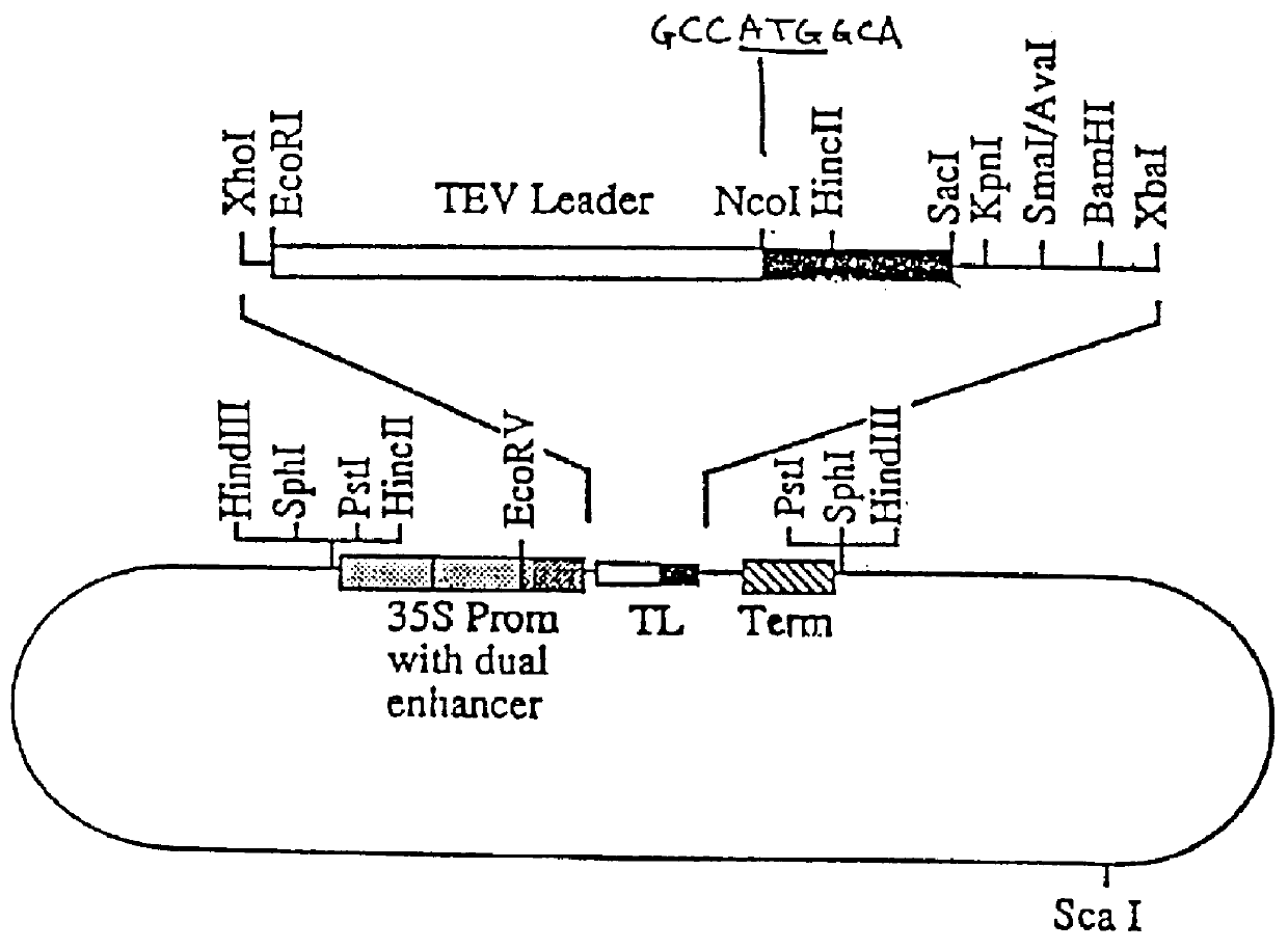 Soybean phytase and nucleic acid encoding the same