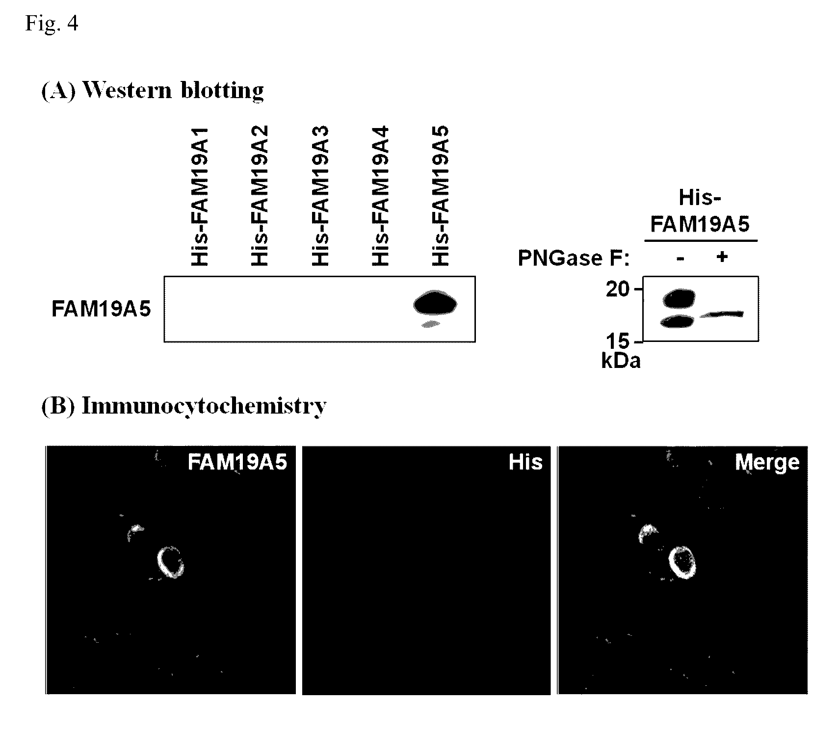 Pharmaceutical use of FAM19A5 involved in regulating gliogenesis