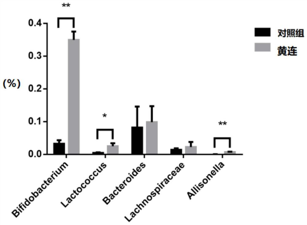 Application of coptis chinensis in preparation of product for promoting proliferation of intestinal beneficial bacteria