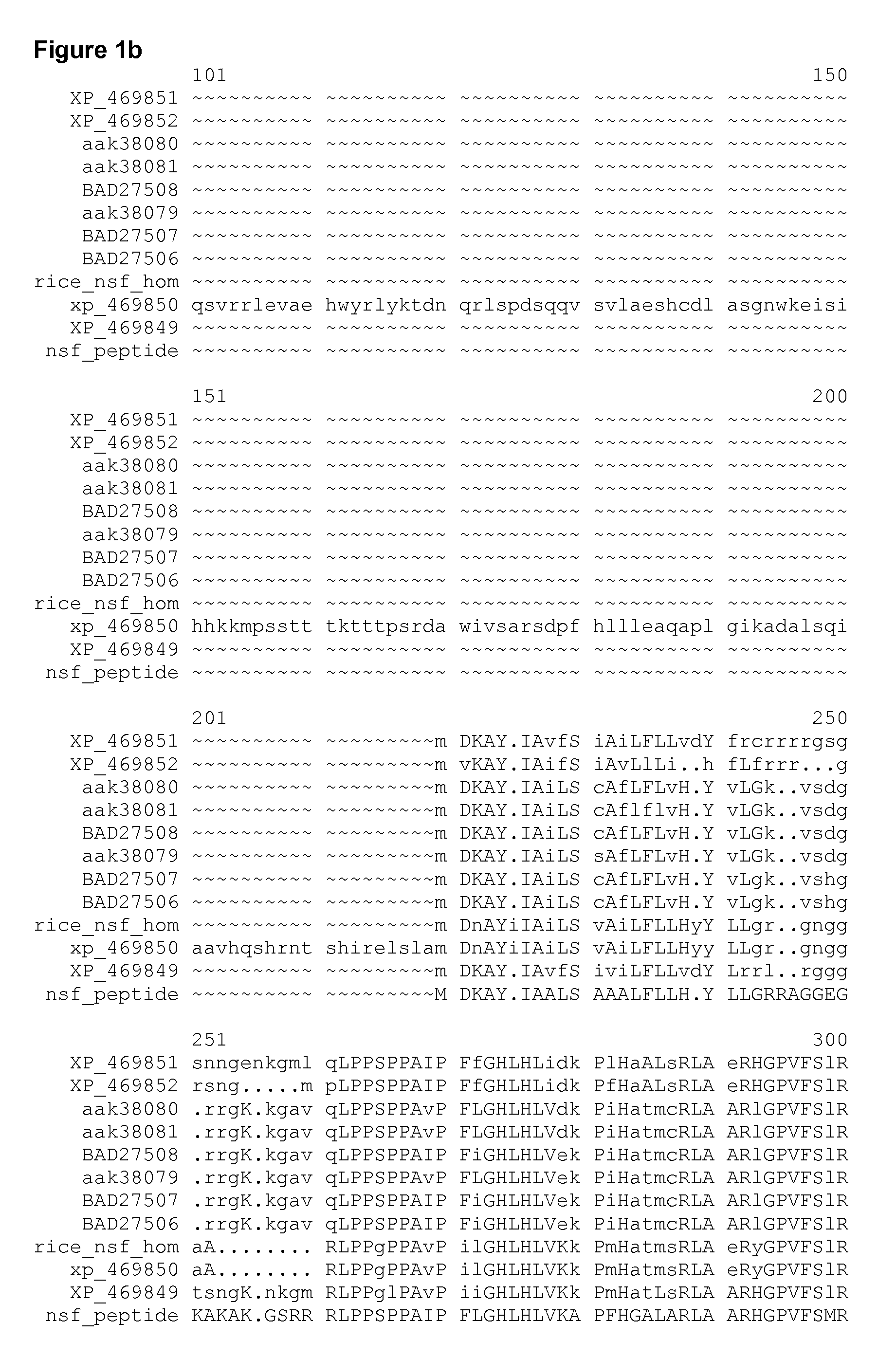 Polynucleotide encoding a maize herbicide resistance gene and methods for use