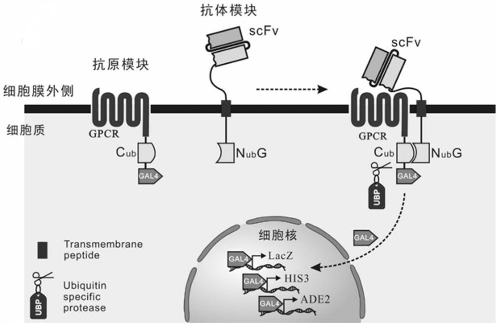 Antigen-antibody co-display method for screening antibody library of membrane antigen