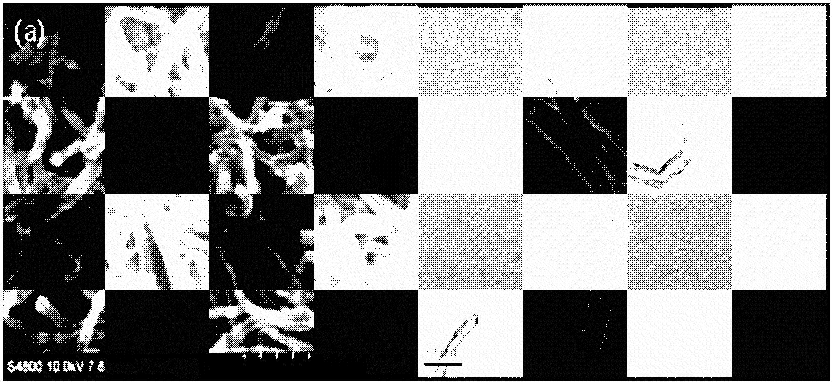 Targeting multifunctional carbon nanotube / polyethylenimine drug delivery carrier, and preparation method and application thereof