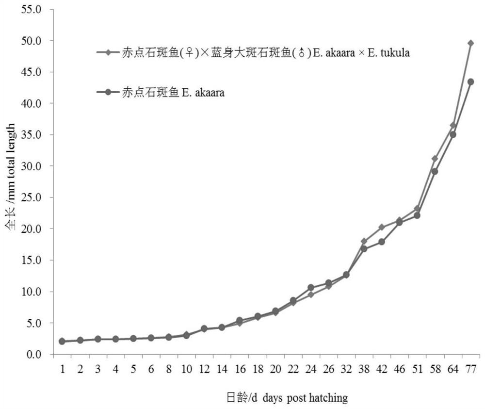 A kind of artificial hybrid breeding method of fast-growing grouper