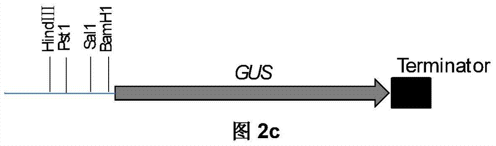 Promoter y8a and its application to restore nitrogen-supply-specific inducible expression after nitrogen deficiency in rice