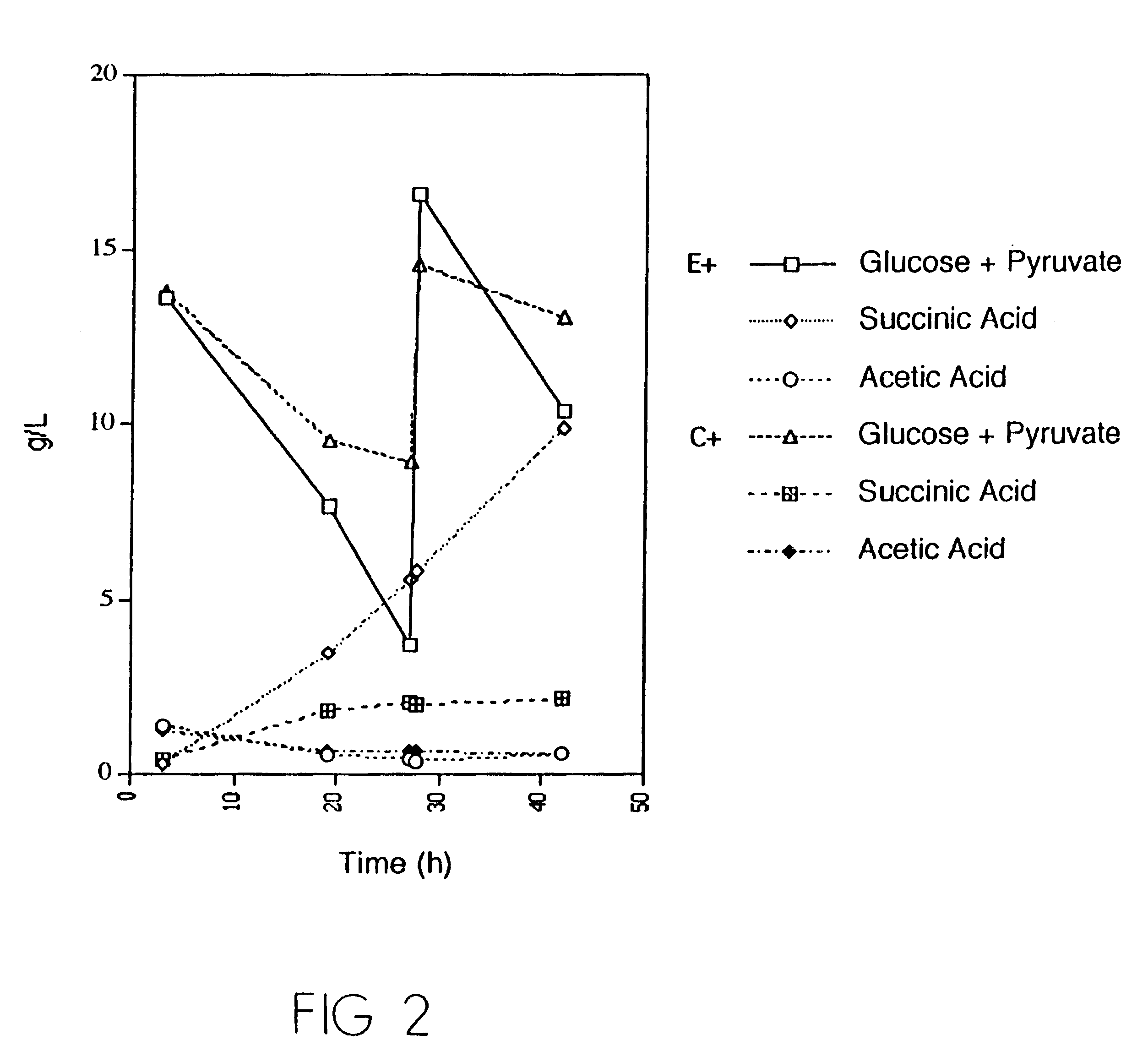 Mutant E. coli strain with increased succinic acid production