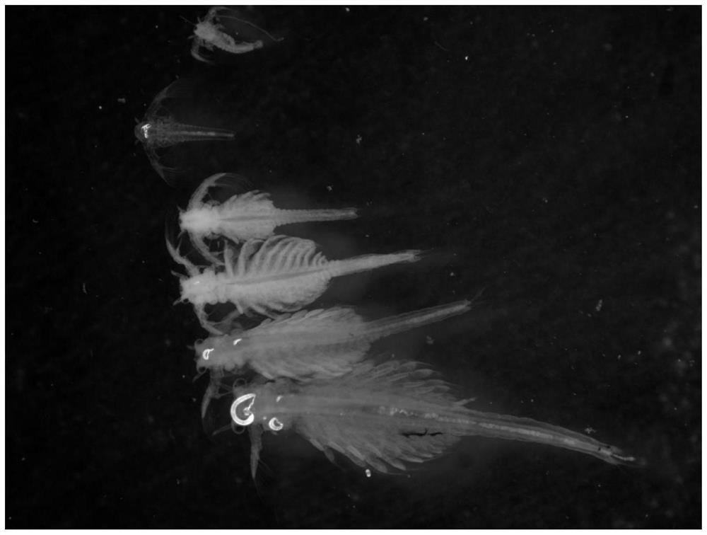 A kind of indoor controllable non-live bait fish opening method for raising mandarin fish with cocked mouth