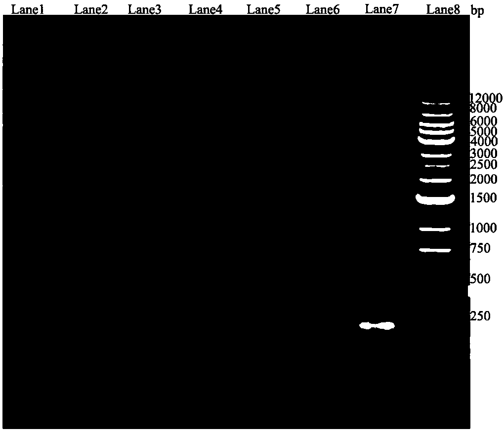 Preparation and application of high expression TSP-1 stem cell for promoting regeneration of neuron axon