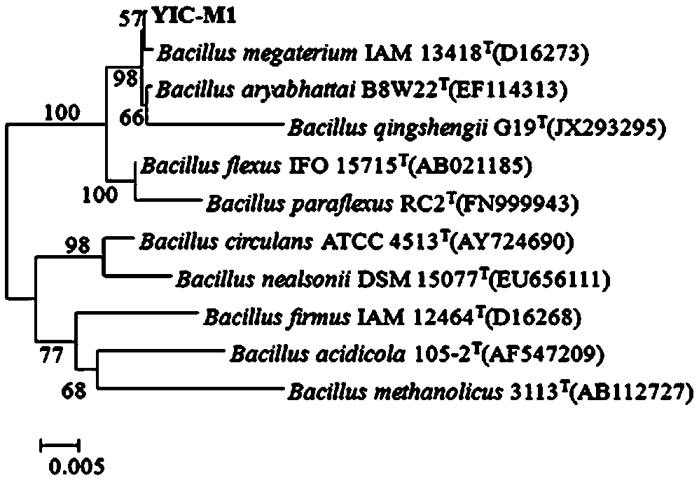 Method for preparing slow-release and synergistic fucoidan nitrogen fertilizer by compound microbial fermentation