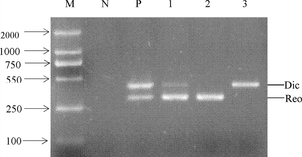 Primer group, kit and detection method for detecting reovirus and bicistronic virus of scylla serrata