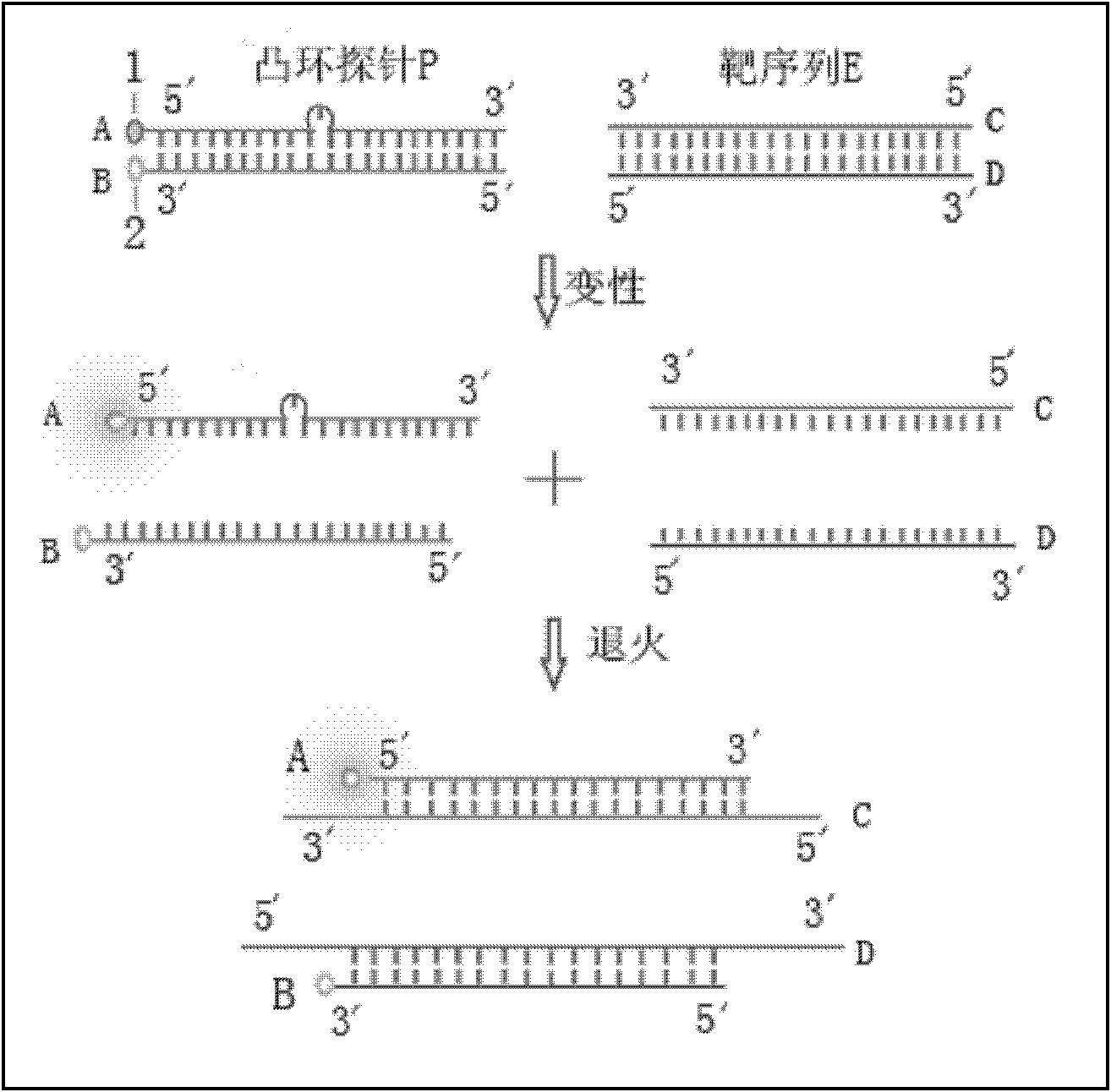 Probe used for identifying and detecting nucleic acid specificity