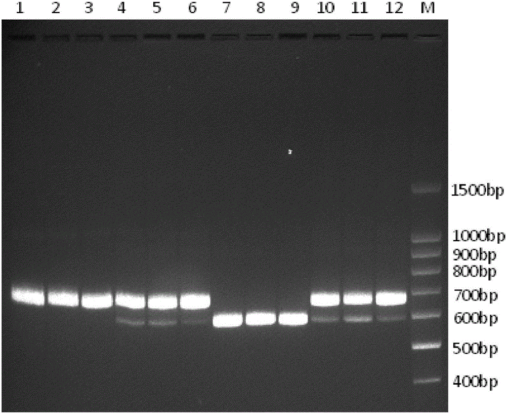 Primer group, kit and method for identifying tachysurus fulvidraco and leiocassis longirostris hybrid species