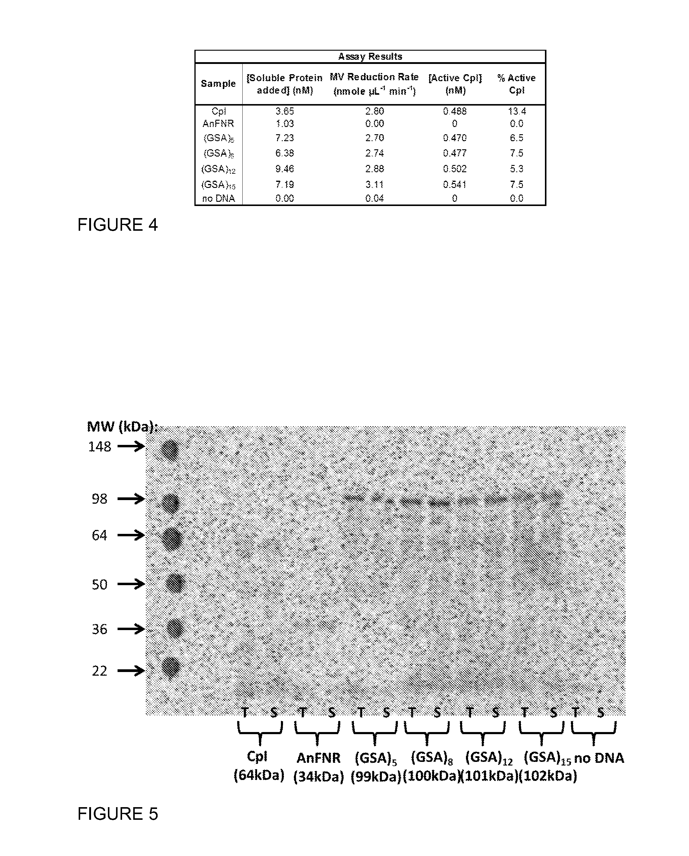 Hydrogenase Fusion Protein for Improved Hydrogen Production