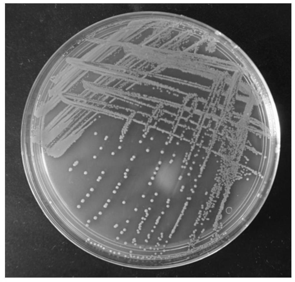 Specific molecular target containing staphylococcus aureus standard strains as well as detection and application thereof