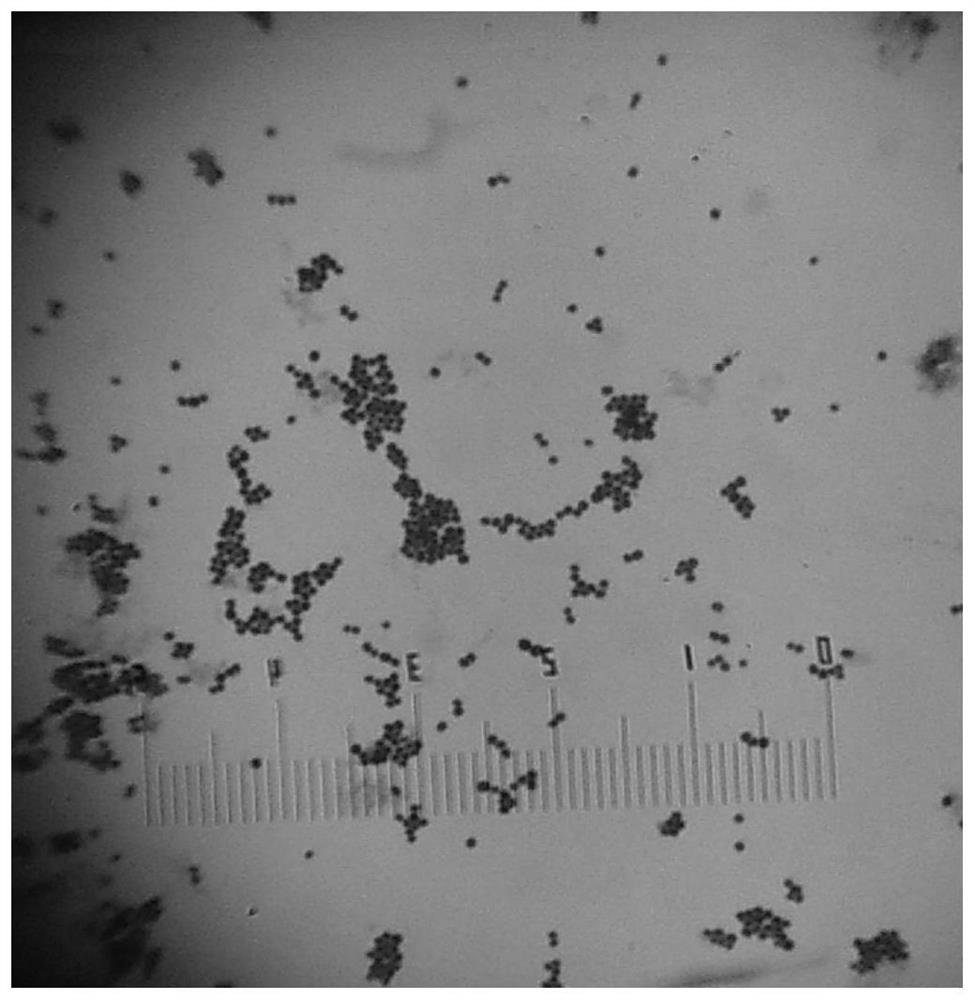 Specific molecular target containing staphylococcus aureus standard strains as well as detection and application thereof