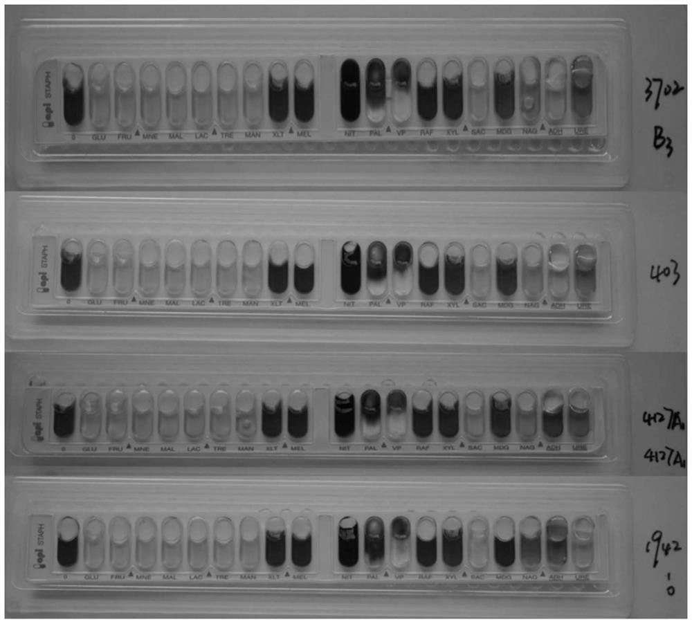 Specific molecular target containing staphylococcus aureus standard strains as well as detection and application thereof