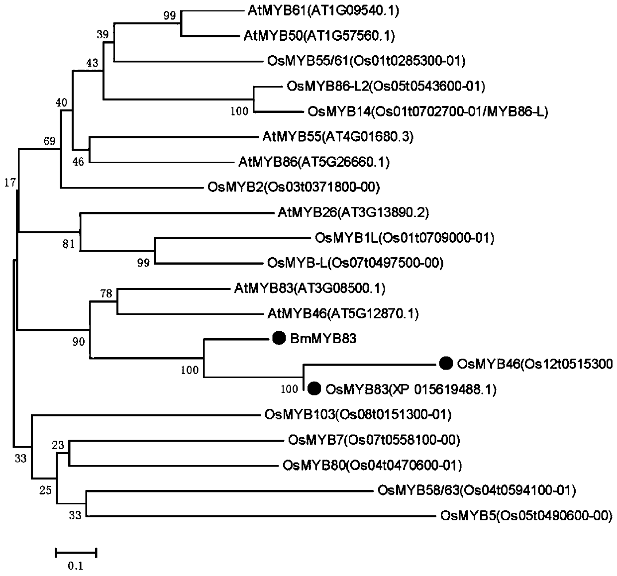 Bambusa multiplex transcription factor BmMYB83 gene and application thereof