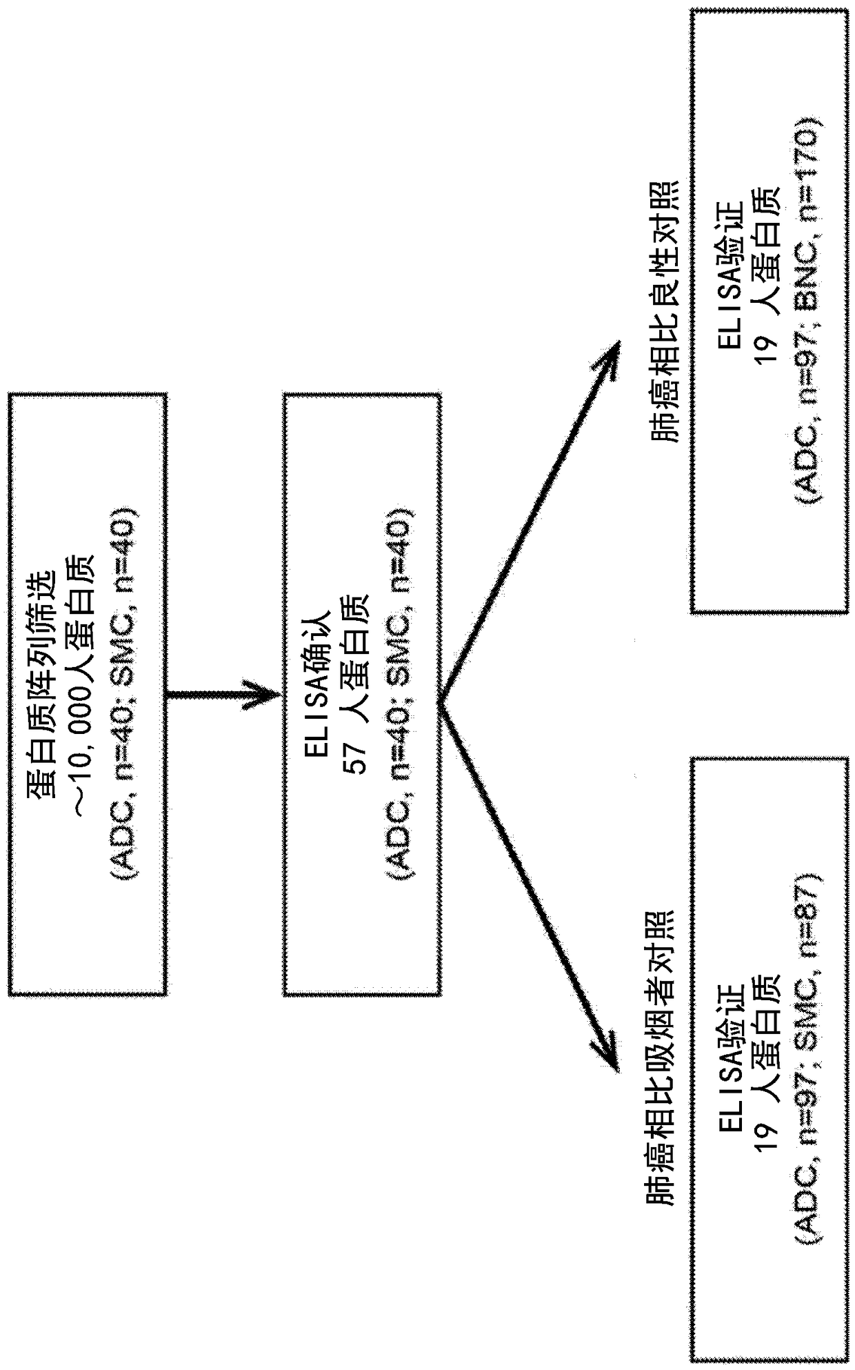 Plasma autoantibody biomarkers for diagnosis of lung cancer