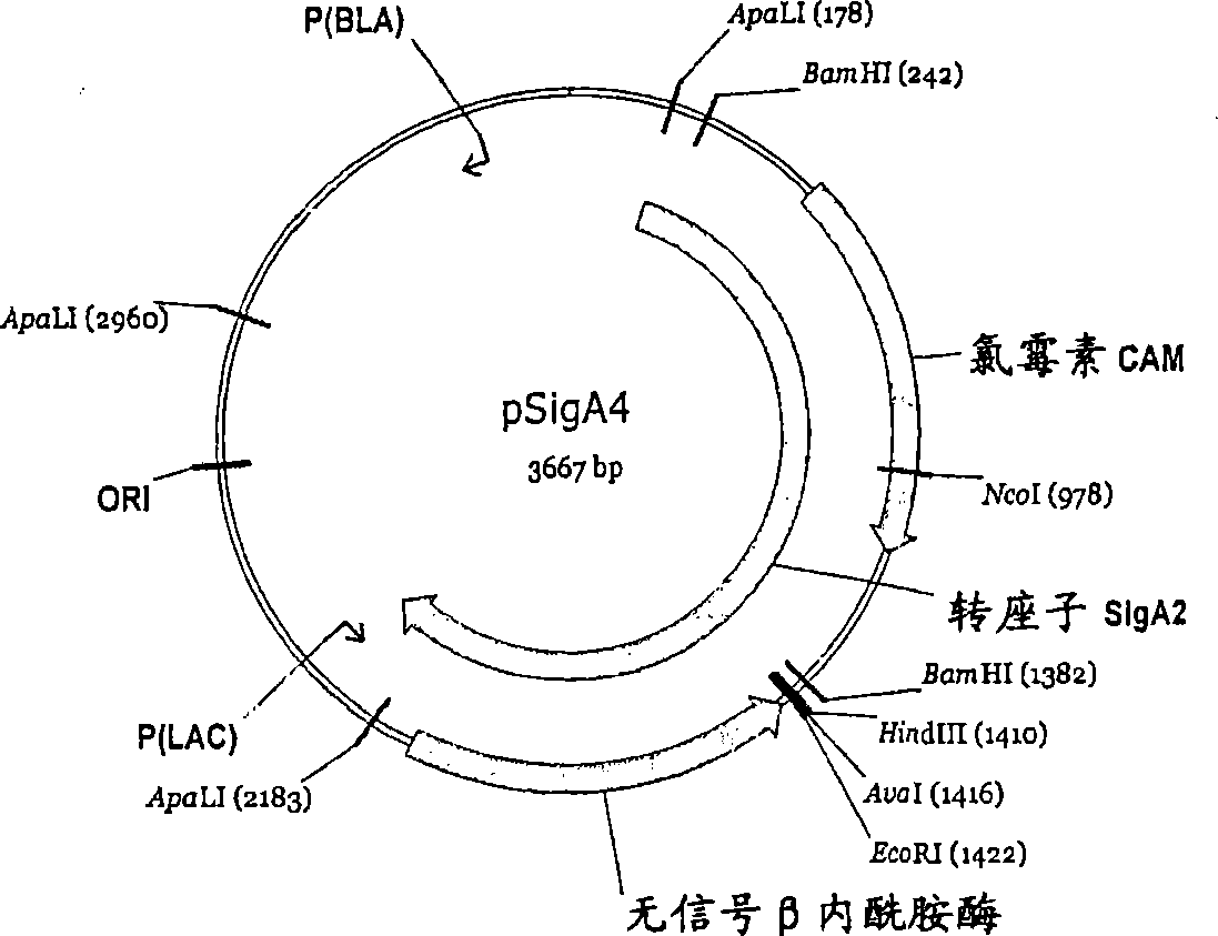 Polypeptides of alicyclibacillus