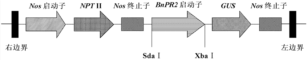 Brassica napus phosphorus deficiency inducible expression promoter