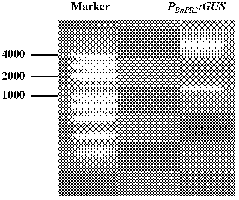 Brassica napus phosphorus deficiency inducible expression promoter