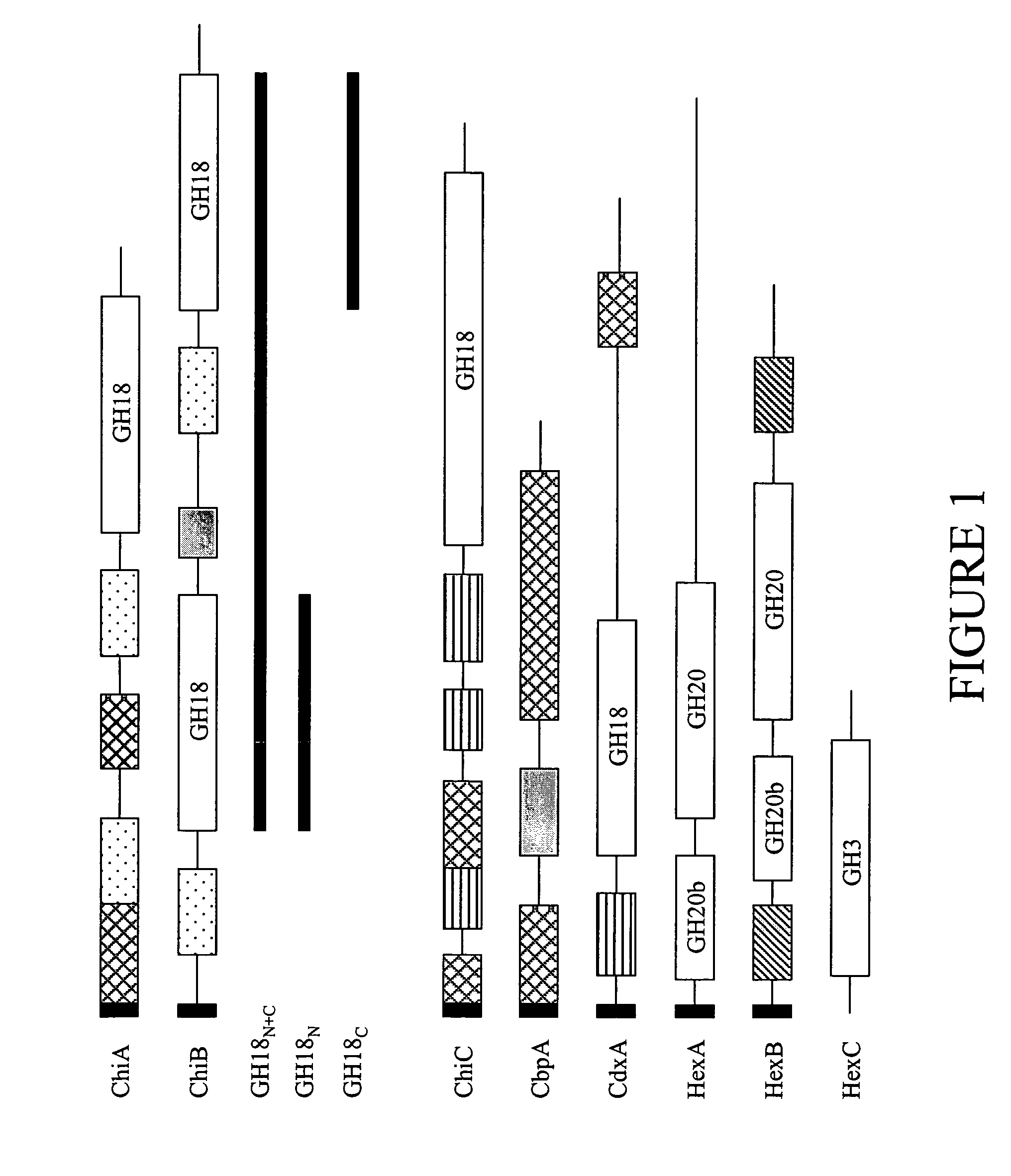 Chitin degradative systems