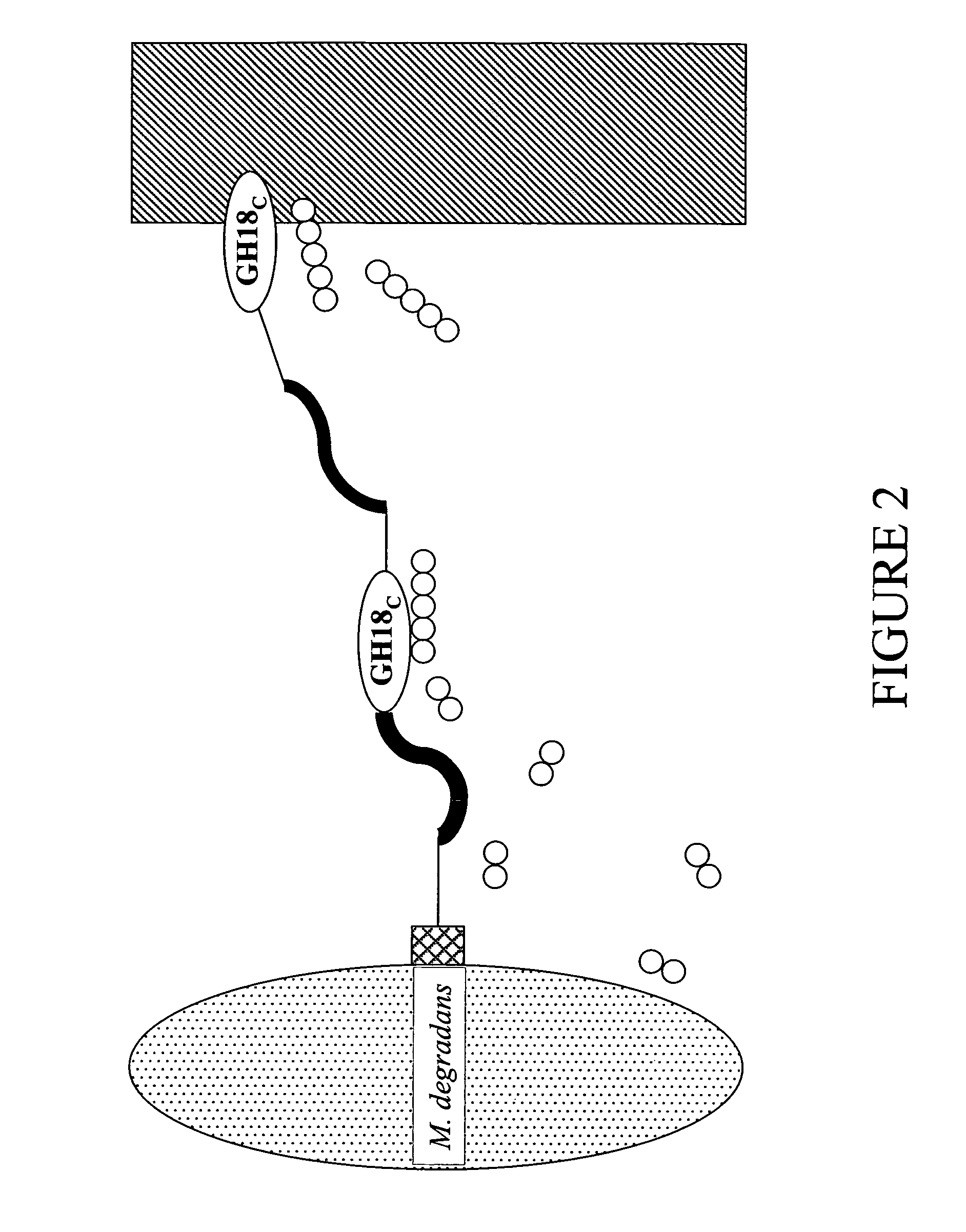 Chitin degradative systems