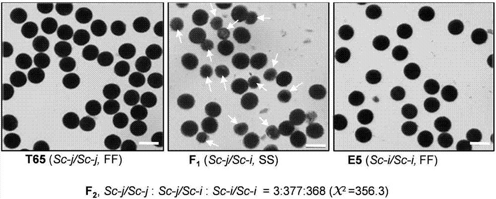 Separation and cloning of alleles Sc-j and Sc-i of pollen fertility gene loca Sc of paddy rice hybrids, and application in seed breeding