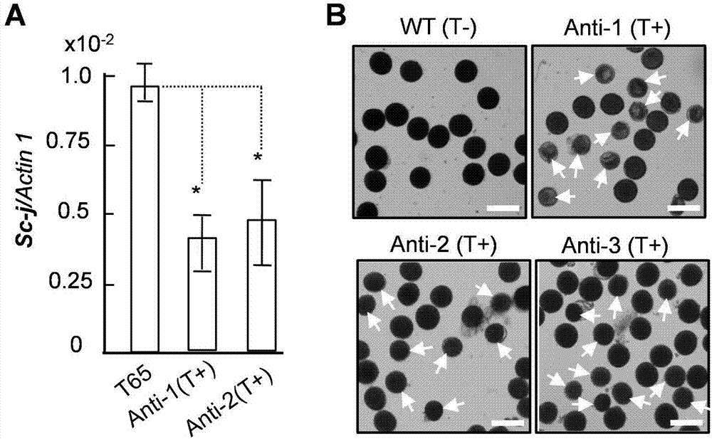 Separation and cloning of alleles Sc-j and Sc-i of pollen fertility gene loca Sc of paddy rice hybrids, and application in seed breeding