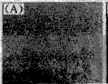 Polyimide porous membrane and lithium ion battery comprising same