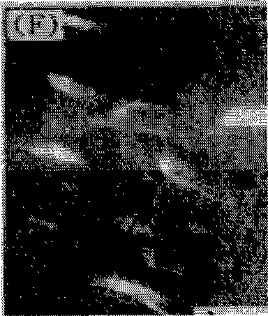 Polyimide porous membrane and lithium ion battery comprising same