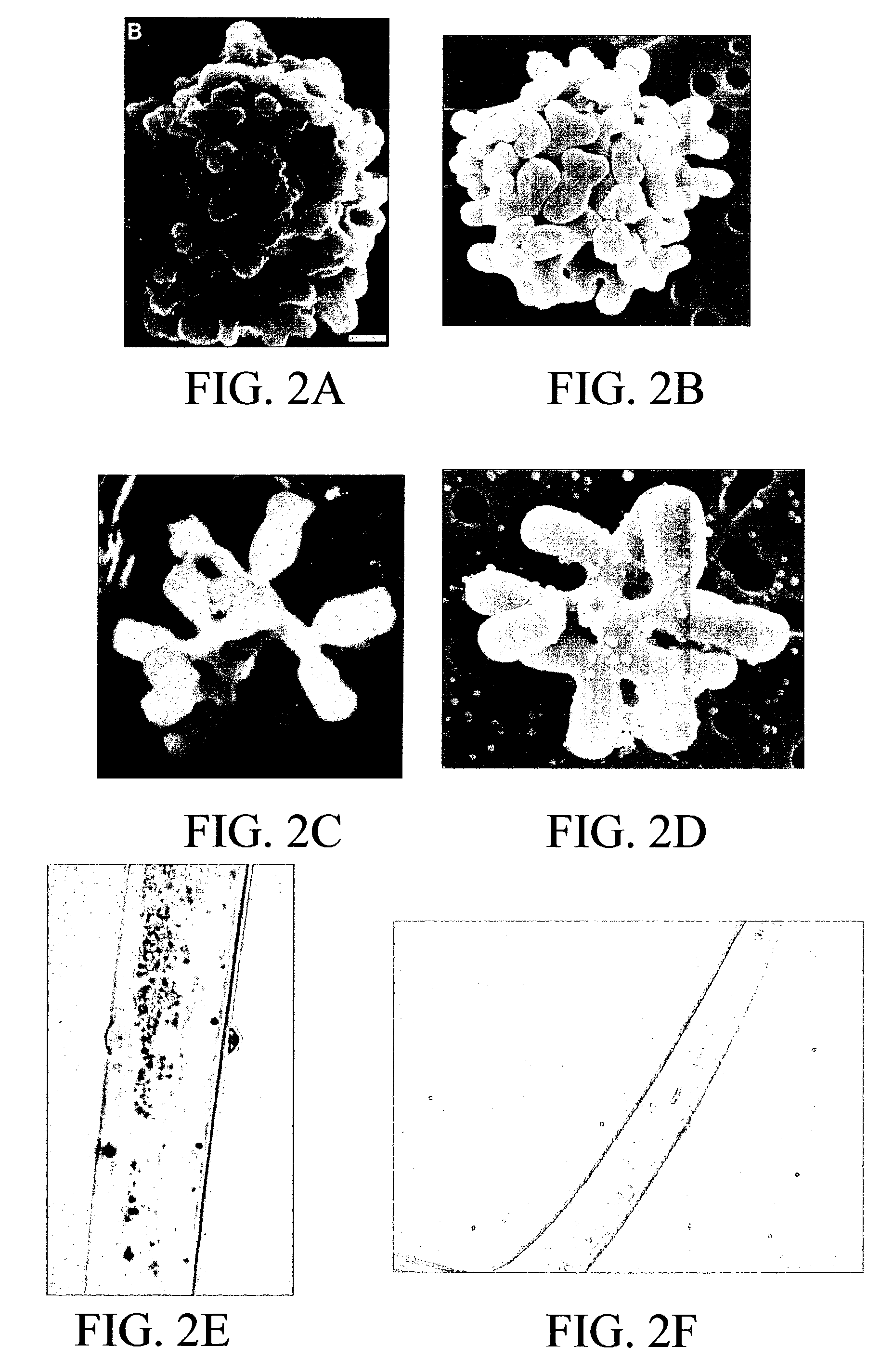 Materials and methods for in vitro production of bacteria