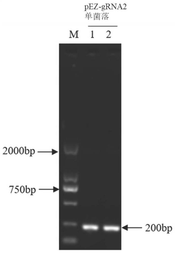 Method for constructing pseudorabies virus gene-deleted attenuated strain and application of attenuated strain