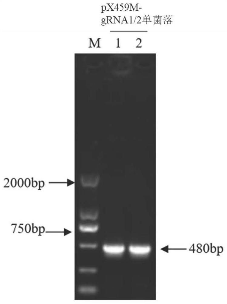 Method for constructing pseudorabies virus gene-deleted attenuated strain and application of attenuated strain