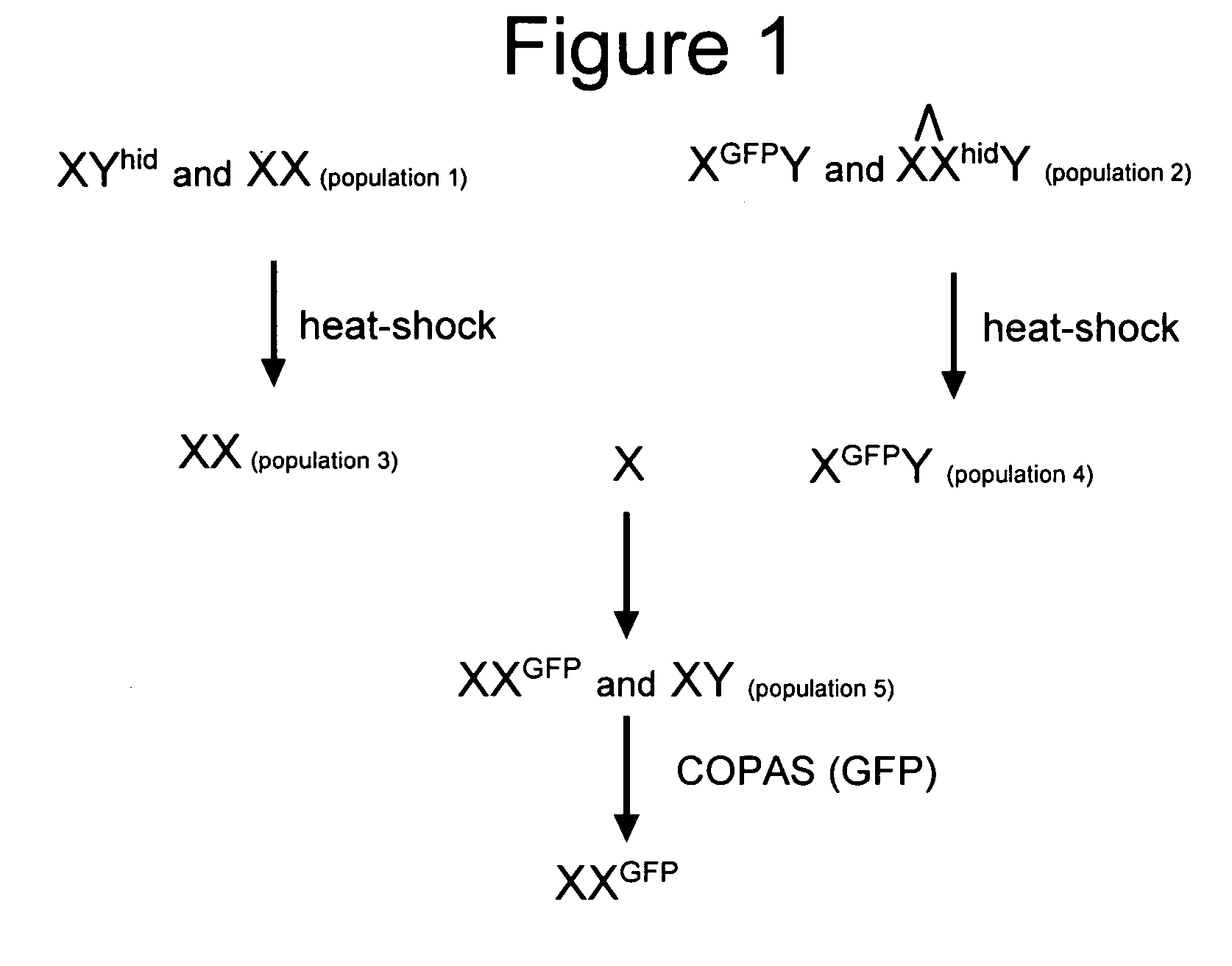 Sex-specific automated sorting of non-human animals