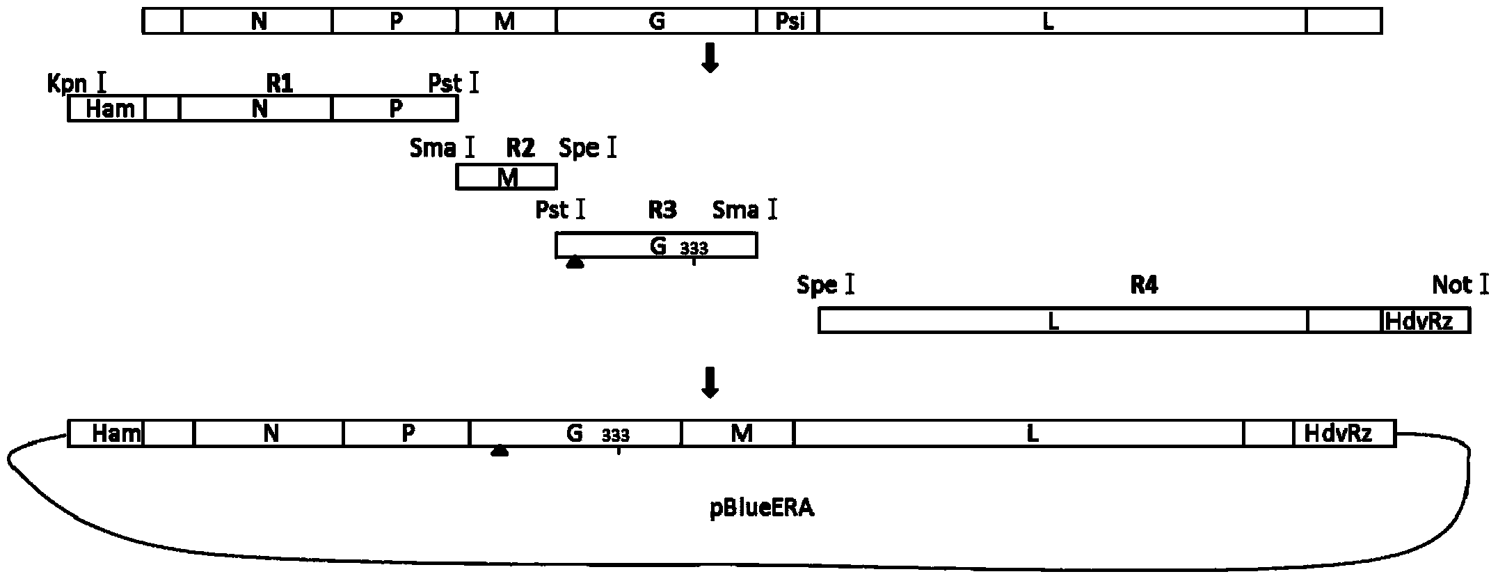 Rabies virus ERA attenuated vaccine mutant strain as well as preparation method and live rabies vaccine