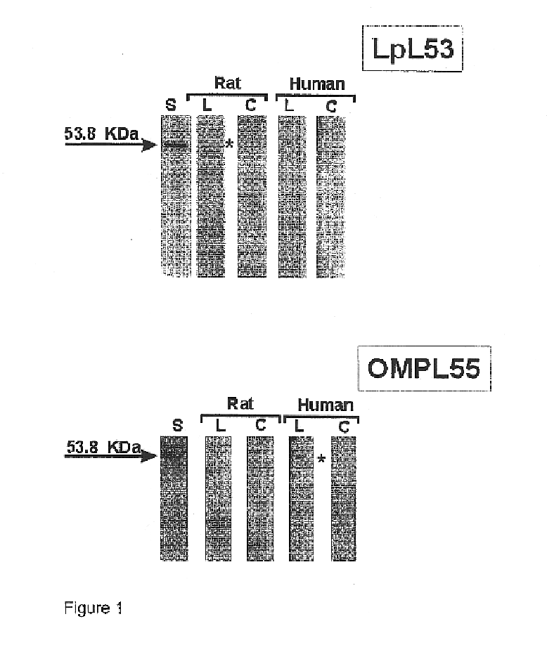 Surface proteins of Leptospira